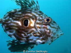 Zeus faber
JOHN DORY by Cumhur Gedikoglu 